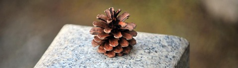 pine-cone